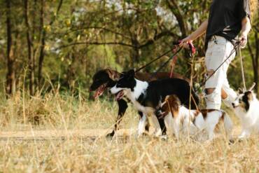 Offer Pet Sitting Services | Earn $20 to $40 per session